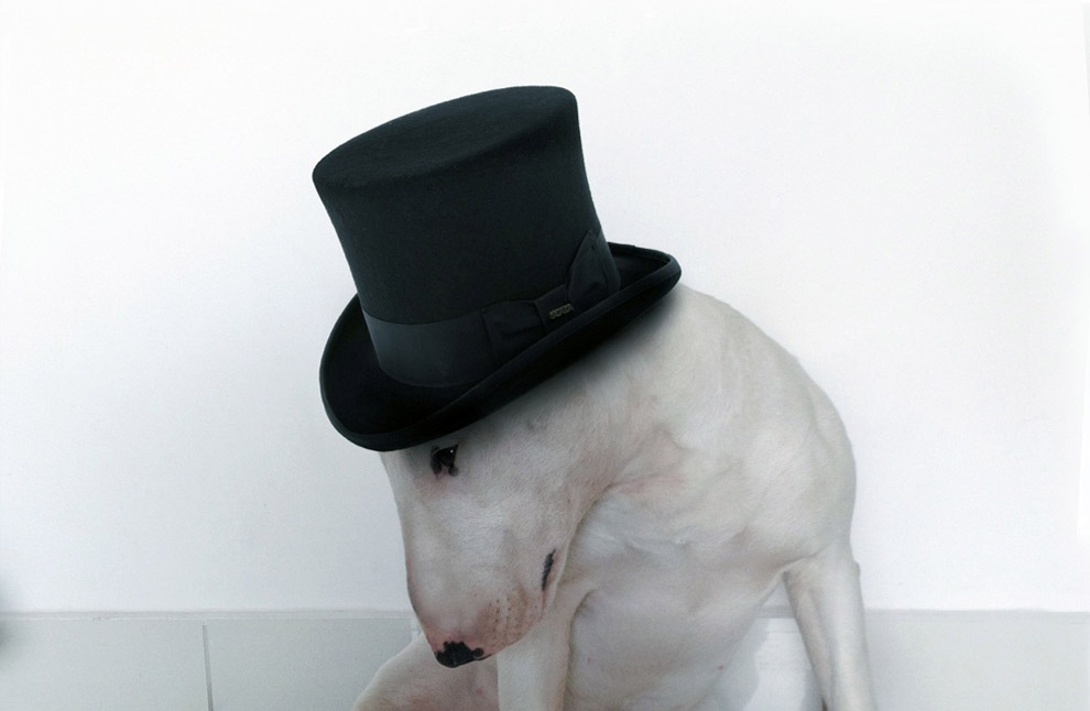 Иллюстрированный пес