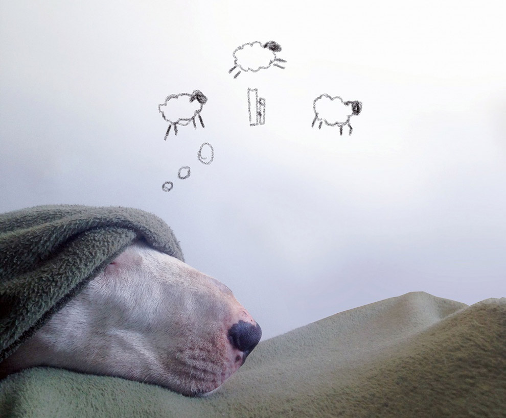 Иллюстрированный пес