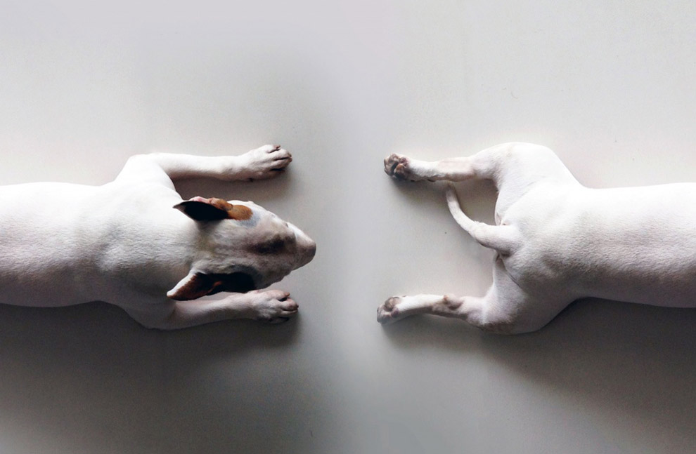 Иллюстрированный пес