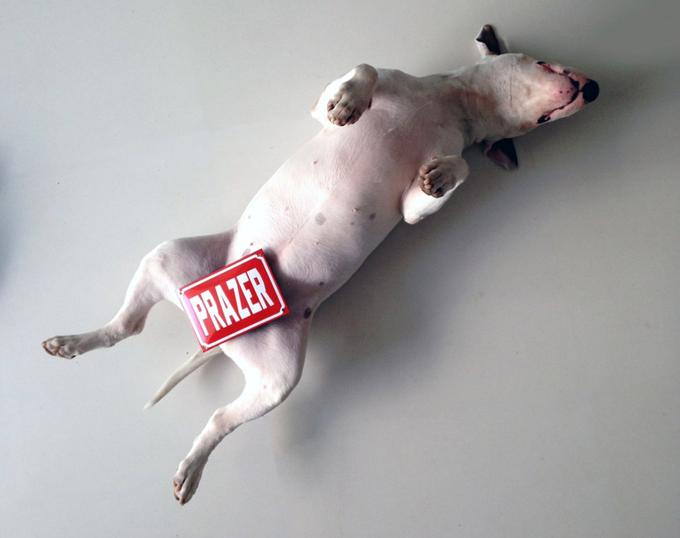 Иллюстрированный пес