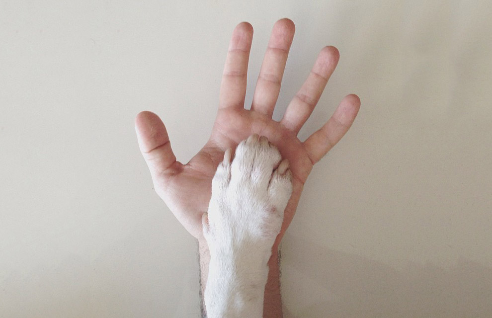 Иллюстрированный пес