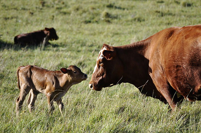 Как в разных странах мира борются с похмельем Как в разных странах мира борются с похмельем