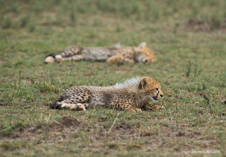 5 маленьких гепардов из Масаи-Мара