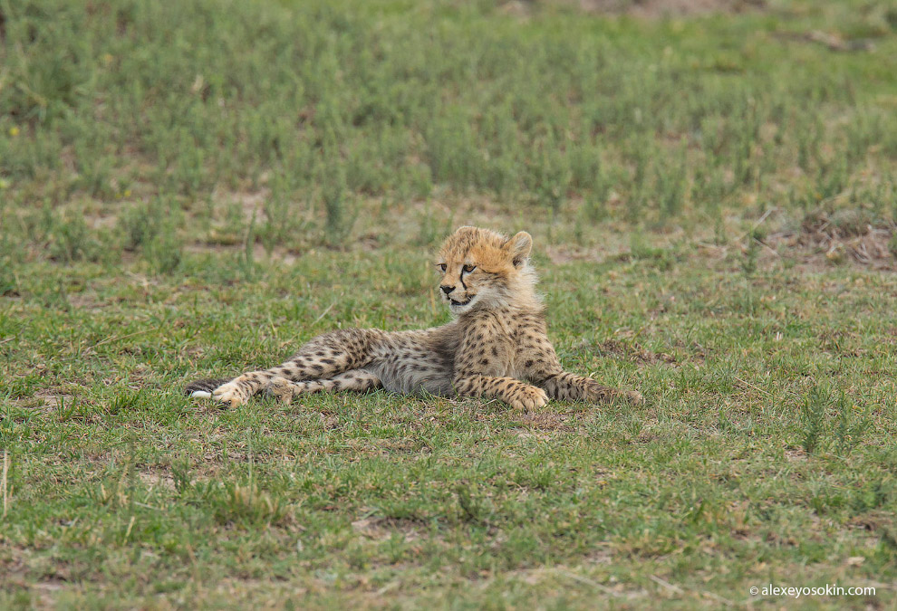 5 маленьких гепардов из Масаи-Мара