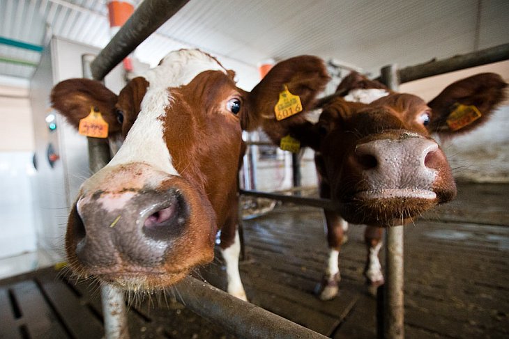 О коровах и роботах