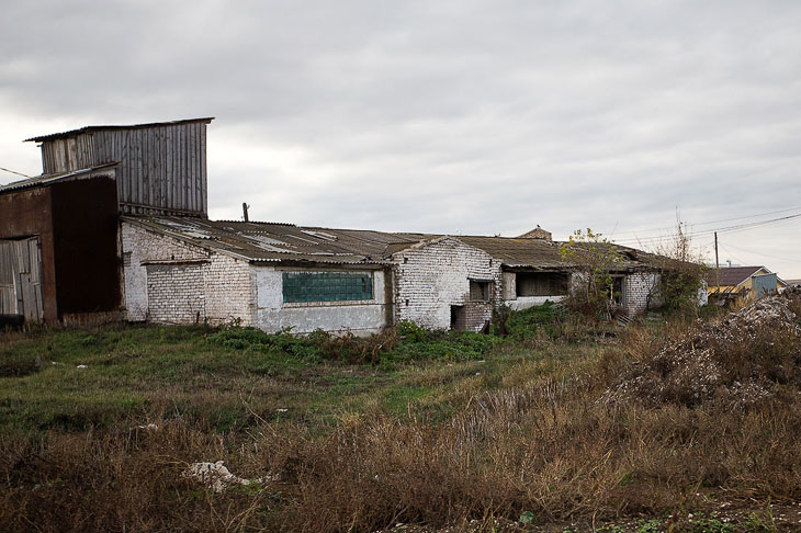 О коровах и роботах