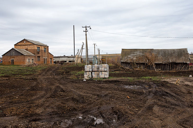 О коровах и роботах