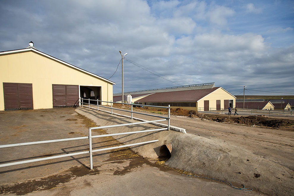 О коровах и роботах