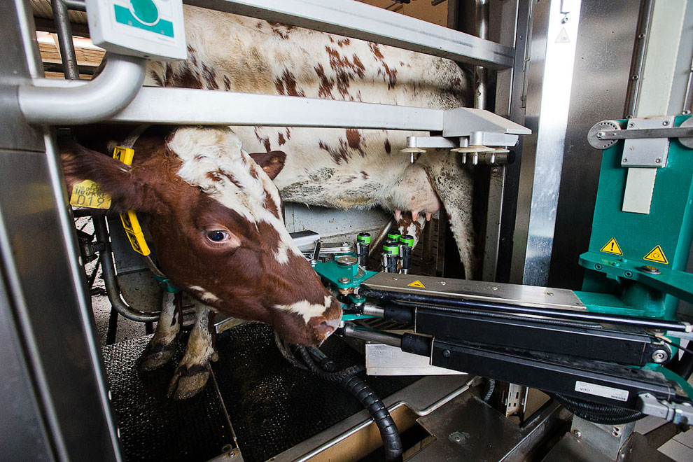 О коровах и роботах