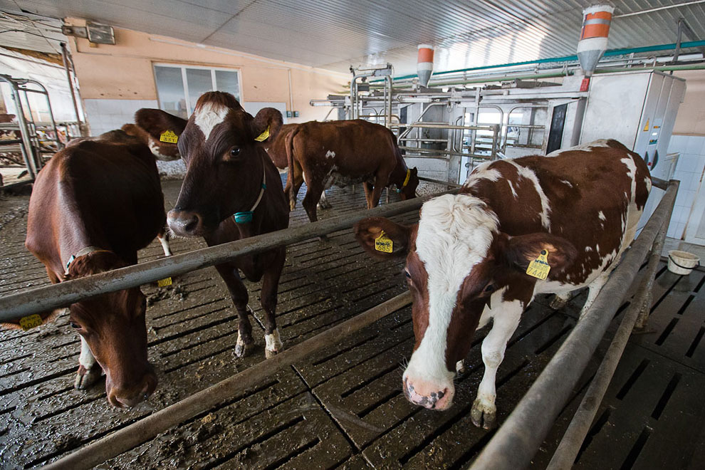 О коровах и роботах