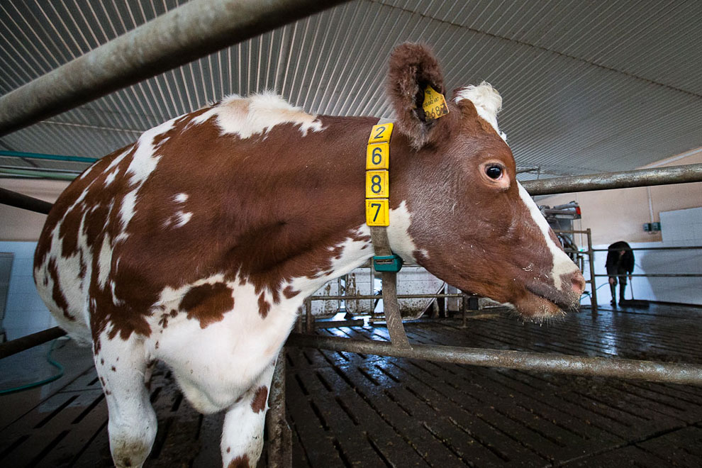 О коровах и роботах