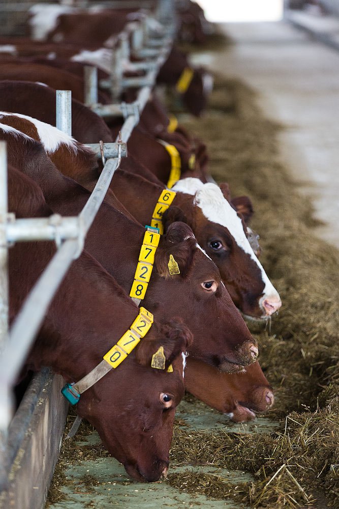 О коровах и роботах