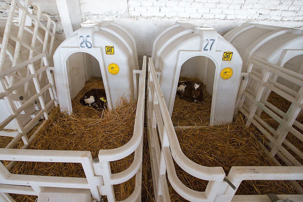 О коровах и роботах