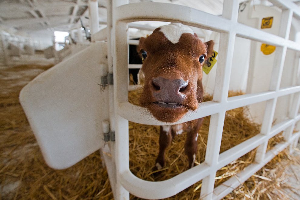 О коровах и роботах