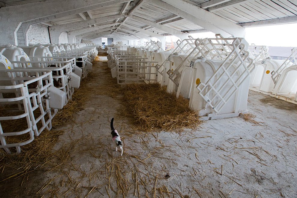 О коровах и роботах