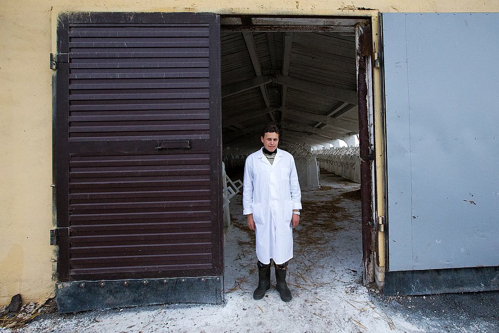 О коровах и роботах