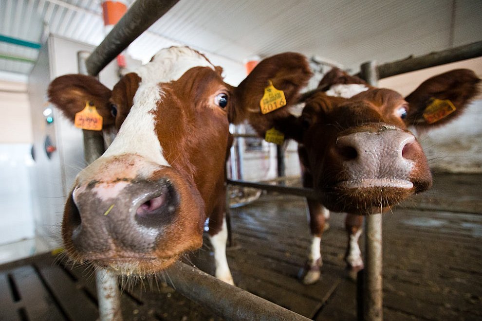 О коровах и роботах