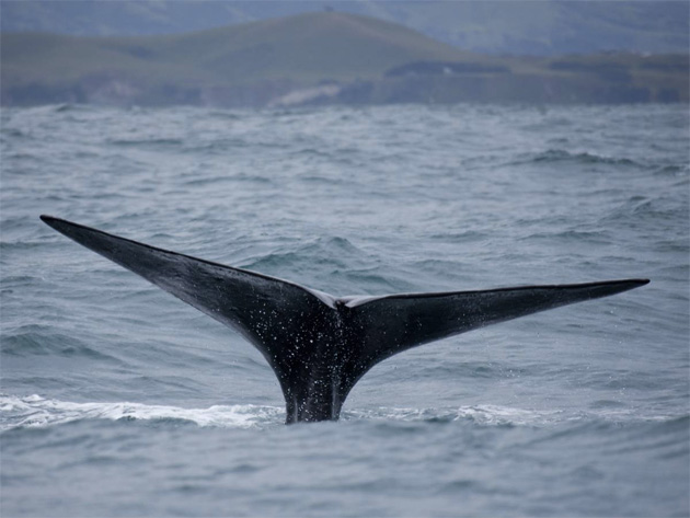 На грани жизни и смерти На грани жизни и смерти