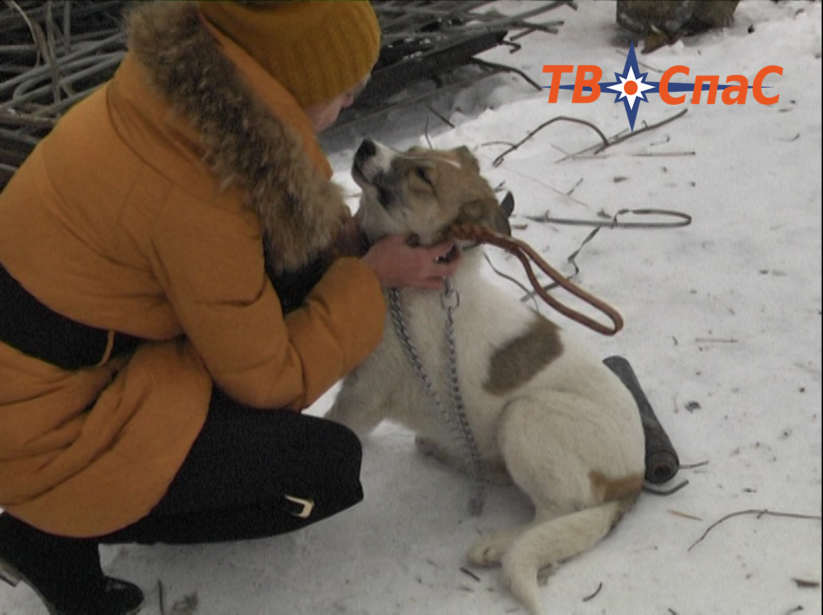 Спасли собаку, которую строитель-кореец откармливал на новогодний стол