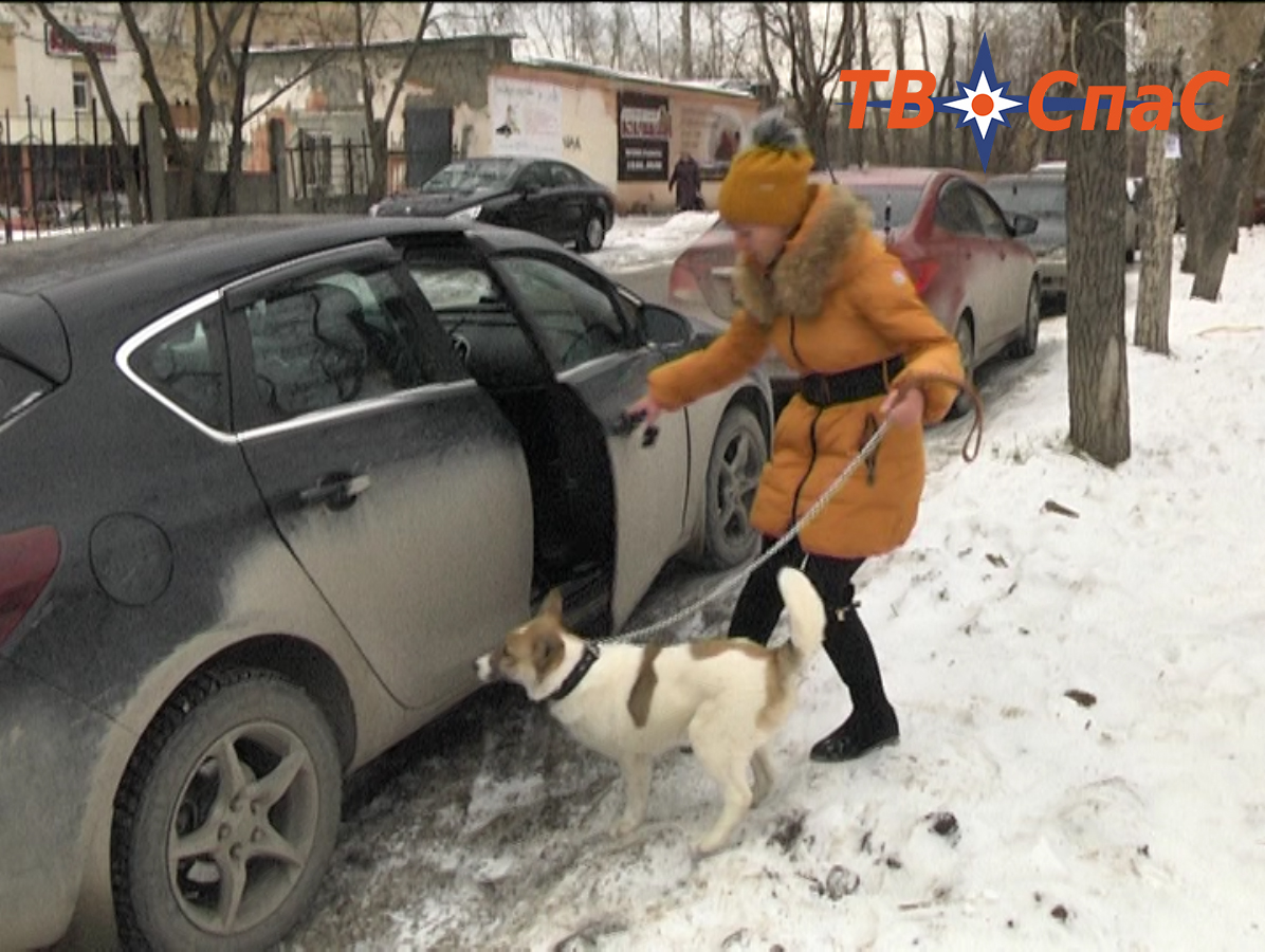 Спасли собаку, которую строитель-кореец откармливал на новогодний стол