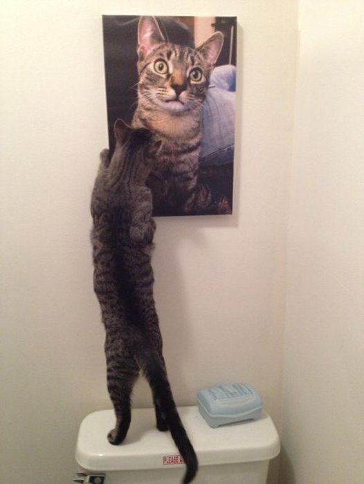 Прикольные картинки