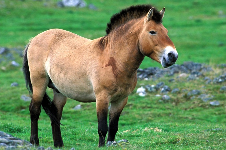 Самые редкие животные