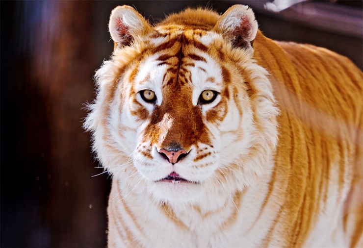 Самые редкие животные