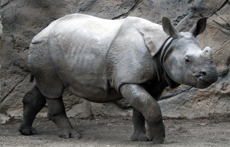 Самые редкие животные