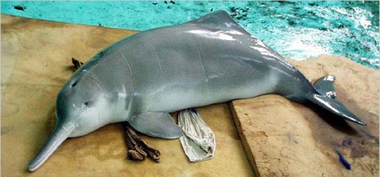 Самые редкие животные