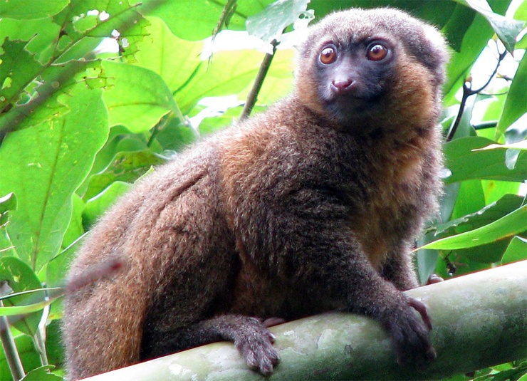 Самые редкие животные