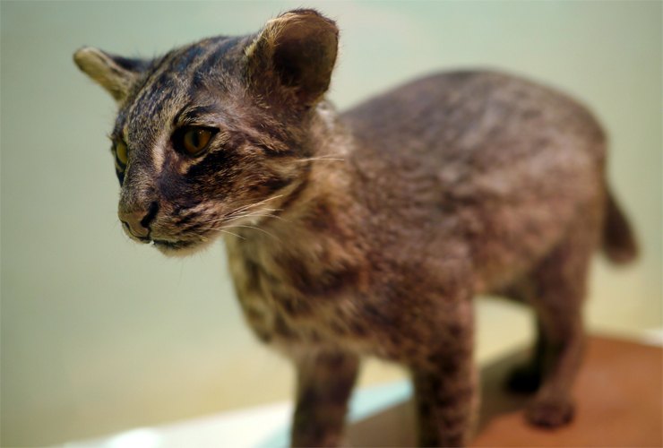 Самые редкие животные