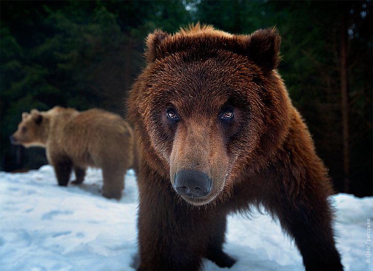 Реабилитационный центр для бурых медведей