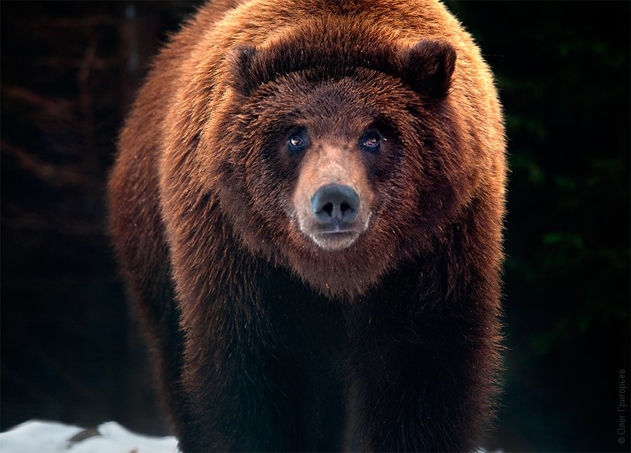 Реабилитационный центр для бурых медведей