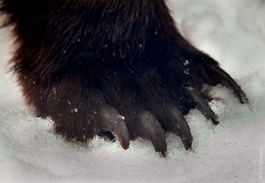 Реабилитационный центр для бурых медведей