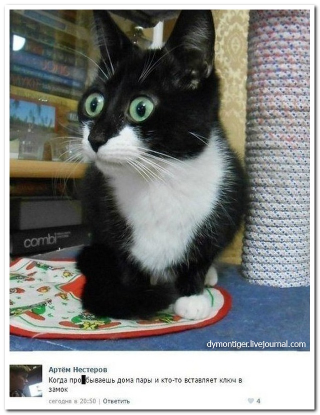 Смешные комментарии из социальных сетей