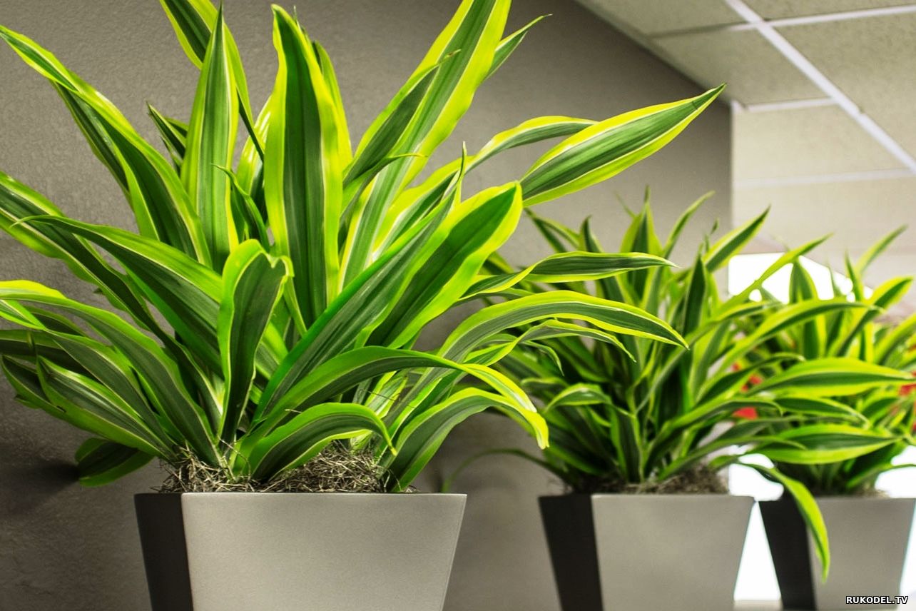 «Неубиваемые» растения, которые продержатся у тебя, «садовод», даже дольше, чем кактус