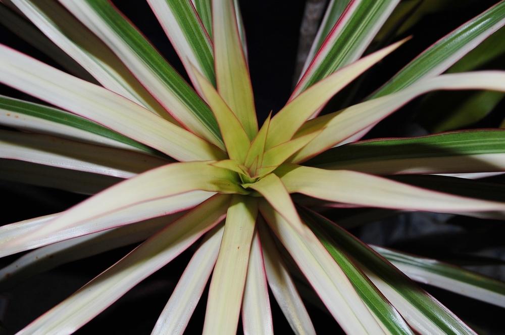 «Неубиваемые» растения, которые продержатся у тебя, «садовод», даже дольше, чем кактус