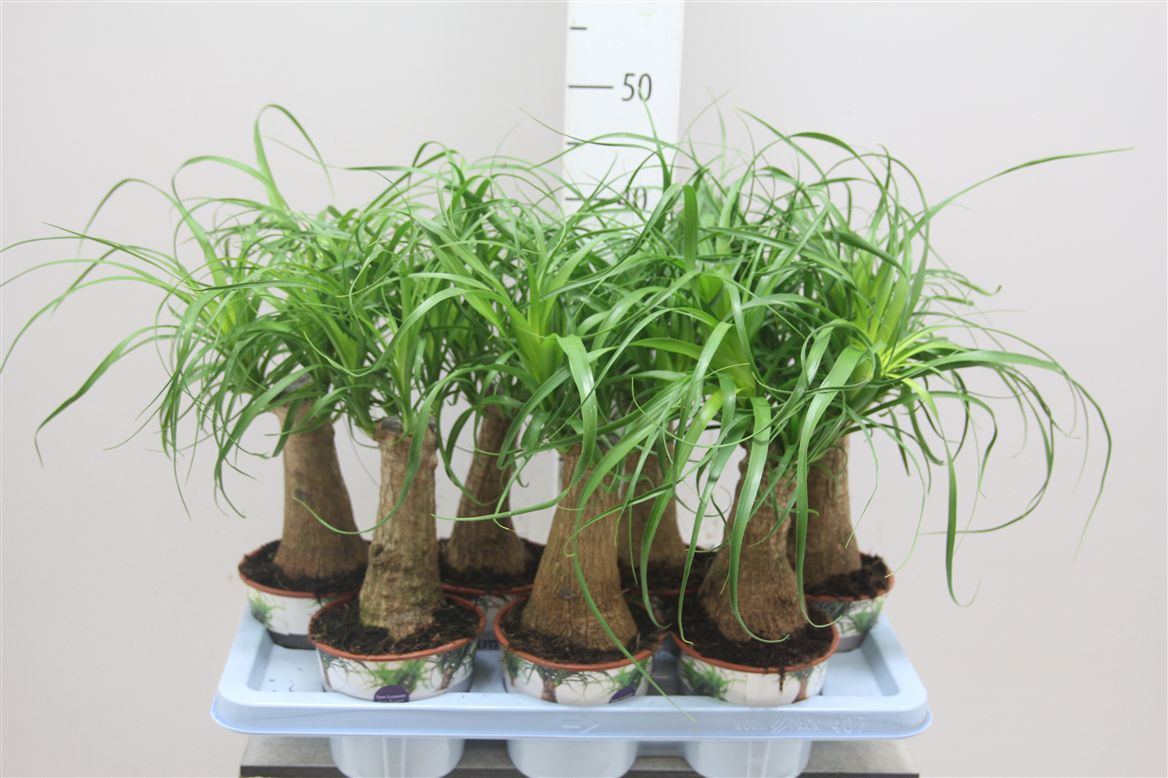 «Неубиваемые» растения, которые продержатся у тебя, «садовод», даже дольше, чем кактус