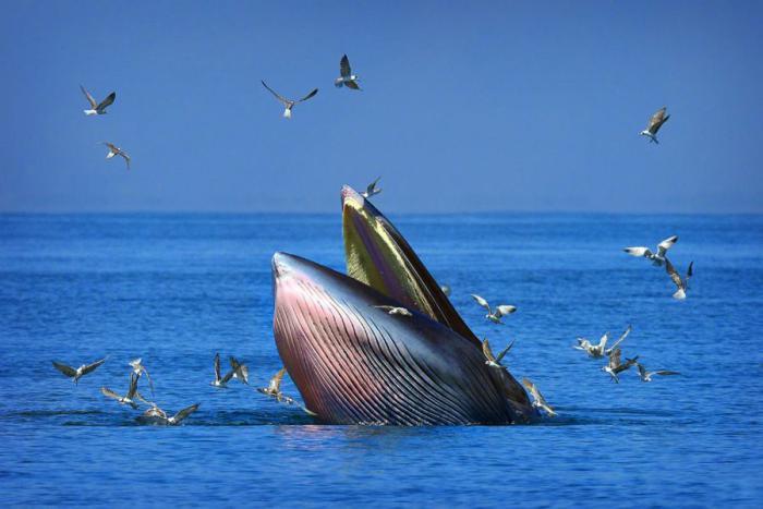 Прикольные картинки