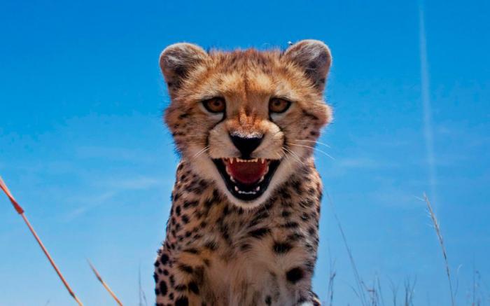 Прикольные картинки