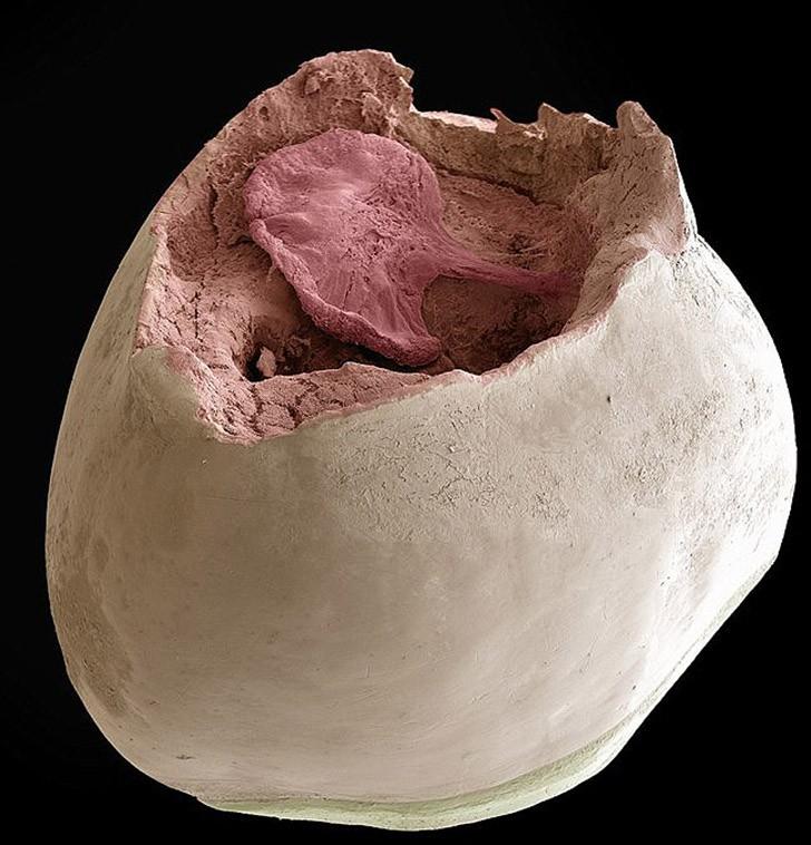 То, что таится у вас во рту, очень крупным планом То, что таится у вас во рту, очень крупным планом