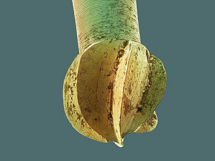 То, что таится у вас во рту, очень крупным планом То, что таится у вас во рту, очень крупным планом