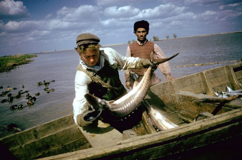 Добыча чёрной икры в Астрахани в 1960-м году