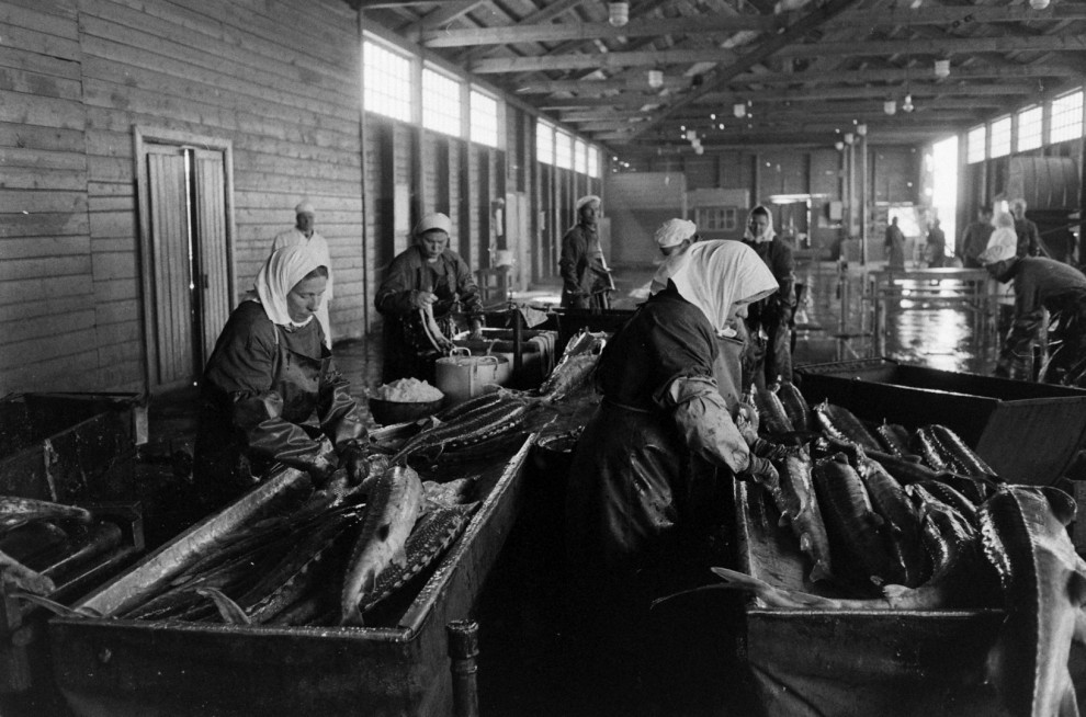 Добыча чёрной икры в Астрахани в 1960-м году