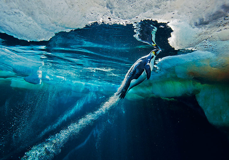 National Geographic: лучшие фотографии марта