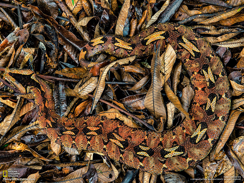 National Geographic: лучшие фотографии марта