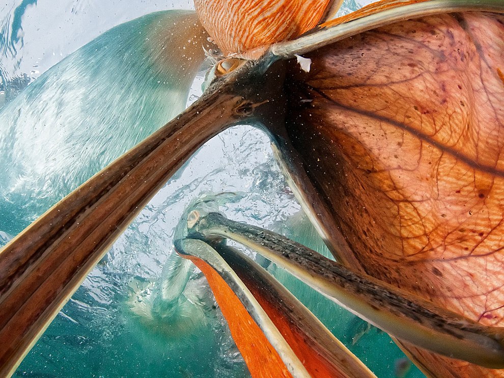 National Geographic: лучшие фотографии марта