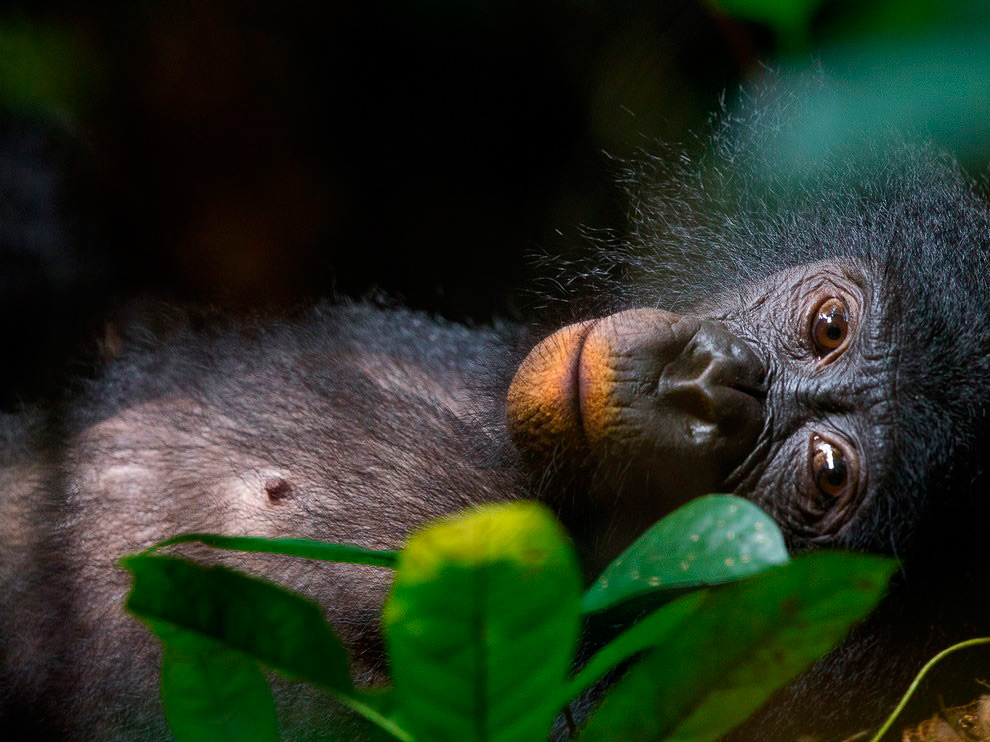 National Geographic: лучшие фотографии марта