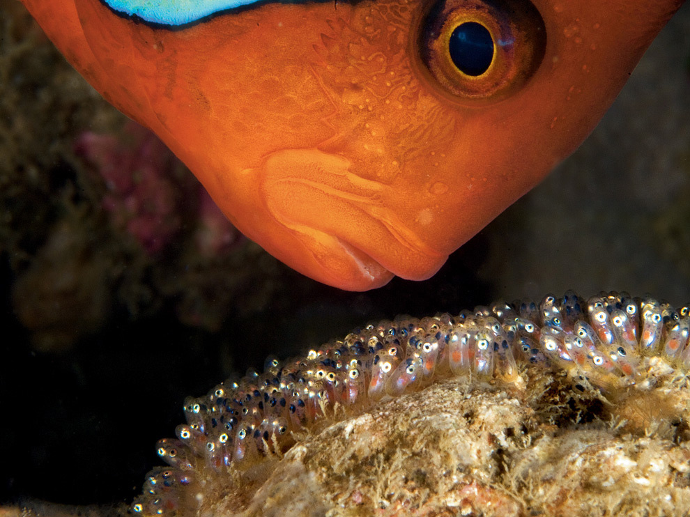 National Geographic: лучшие фотографии марта