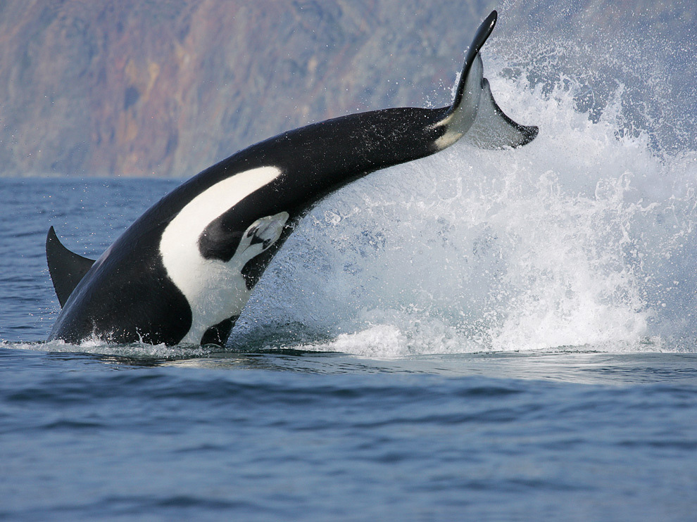 National Geographic: лучшие фотографии марта